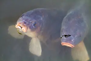 Nature Photography Holland Drucke: Common Carp, Cyprinus carpio