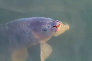 Freshwater Fish Europe Drucke: Common Carp, Cyprinus carpio