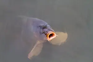 Nature Photography Holland Drucke: Common Carp, Cyprinus carpio