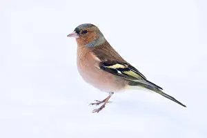 Snowy Bird Scene Drucke: Common Chaffinch