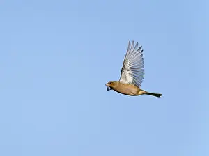 Grauschnäbel; Fringilla coelebs