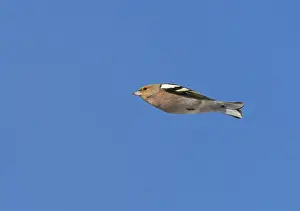 In Flight Birds Drucke: Common Chaffinch;Fringilla coelebs