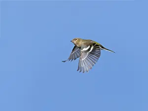 Birds In Flight Photography Drucke: Common Chaffinch;Fringilla coelebs