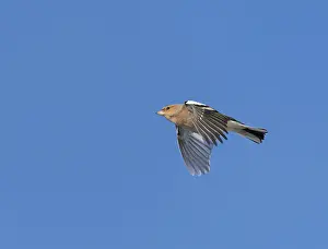 In Flight Photography Drucke: Common Chaffinch;Fringilla coelebs