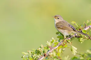 Wild Animal Nature Images Drucke: Common Chiffchaff