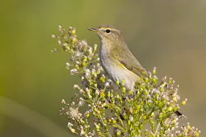 Bilder Datiert 13. Dezember 2015: Grauer Steinchenfalter