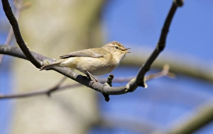 Leaf Warbler Species Drucke: Common Chiffchaff (Phylloscopus collybita)