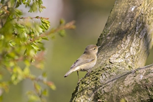 Grauer Stelschwirl (Phylloscopus collybita)