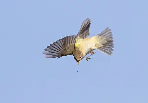 Coastal Wildlife Images Drucke: Common Chiffchaff, Phylloscopus collybita