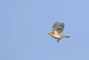 Gelbbauchmeise, Phylloscopus collybita