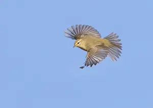 Gelbbauchmeise, Phylloscopus collybita
