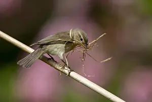 Gerahmter Druck : Gelbbauchmeise, Phylloscopus collybita Gerahmter Druck : Gelbbauchmeise, Phylloscopus collybita
