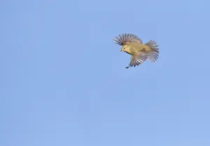 Grauschnäpper, Phylloscopus collybita
