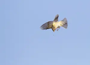 Grauschnäpper, Phylloscopus collybita