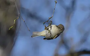 Wildlife In Denmark Drucke: Common Chiffchaff, Phylloscopus collybita