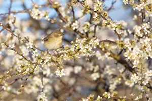 Common Chiffchaff Drucke: Common Chiffchaff, Phylloscopus collybita