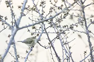 Outdoor Animal Pictures Drucke: Common Chiffchaff, Phylloscopus collybita
