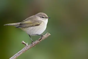 Common Chiffchaff Drucke: Common Chiffchaff, Phylloscopus collybita