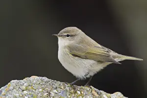 Common Chiffchaff Drucke: Common Chiffchaff, Phylloscopus collybita