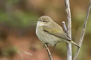 Common Chiffchaff Drucke: Common Chiffchaff, Phylloscopus collybita