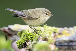 Common Chiffchaff Images Drucke: Common Chiffchaff, Phylloscopus collybita