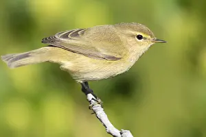 Outdoor Animal Pictures Drucke: Common Chiffchaff, Phylloscopus collybita