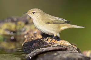 Grauschnäpper, Phylloscopus collybita