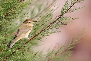 European Nature Reserve Birds Drucke: Common Chiffchaff, Phylloscopus collybita