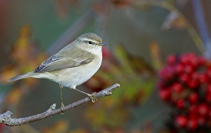 Grauschnäpper, Phylloscopus trochilus