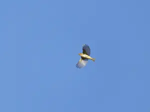 Songbird In Flight Drucke: Common Chiffchaff;Phylloscopus collybita