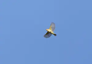 Songbird Flying High Drucke: Common Chiffchaff;Phylloscopus collybita