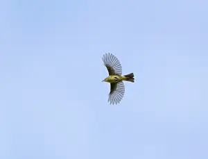 Common Chiffchaff Drucke: Common Chiffchaff;Phylloscopus collybita