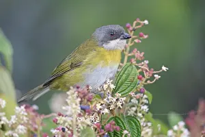 Gerahmter Druck : Gemeiner Chlorospingus Gerahmter Druck : Gemeiner Chlorospingus