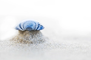 European Beach Scenery Drucke: common cockle