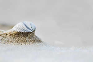 European Seashells Drucke: common cockle