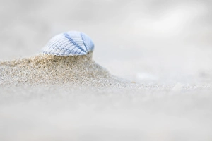 European Seashells Drucke: common cockle