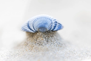 European Beach Scenery Drucke: common cockle