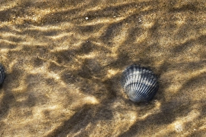 European Beach Scene Drucke: common cockle