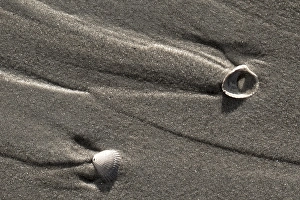 European Beach Scenery Drucke: common cockle