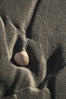 European Beach Scene Drucke: common cockle