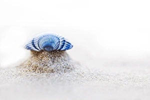 Dutch Coastal Landscape Drucke: Common Cockle, Cerastoderma edule