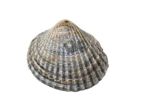 Wadden Sea Wildlife Drucke: Common Cockle, Cerastoderma edule