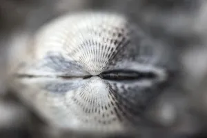 Bilder Datiert 10. Februar 2018: Gemeiner Eiderkrabbenmuschel, Cerastoderma edule