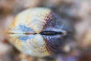 Bilder Datiert 10. Februar 2018: Gemeine Schnecke, Cerastoderma edule