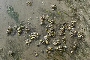 Wadden Sea Wildlife Drucke: Common cockle, Cerastoderma edule