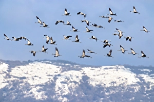Common Crane Migration Drucke: Common Crane, Grus grus