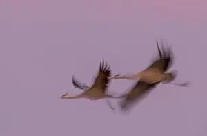 Common Crane Species Drucke: Common Crane, Grus grus