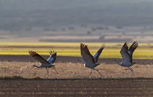 European Crane Species Drucke: Common Crane, Grus grus