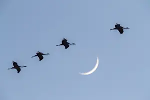 Nature Animal Images Drucke: Common Crane, Grus grus