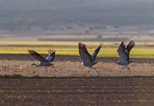 Cranes In Flight Drucke: Common Crane, Grus grus